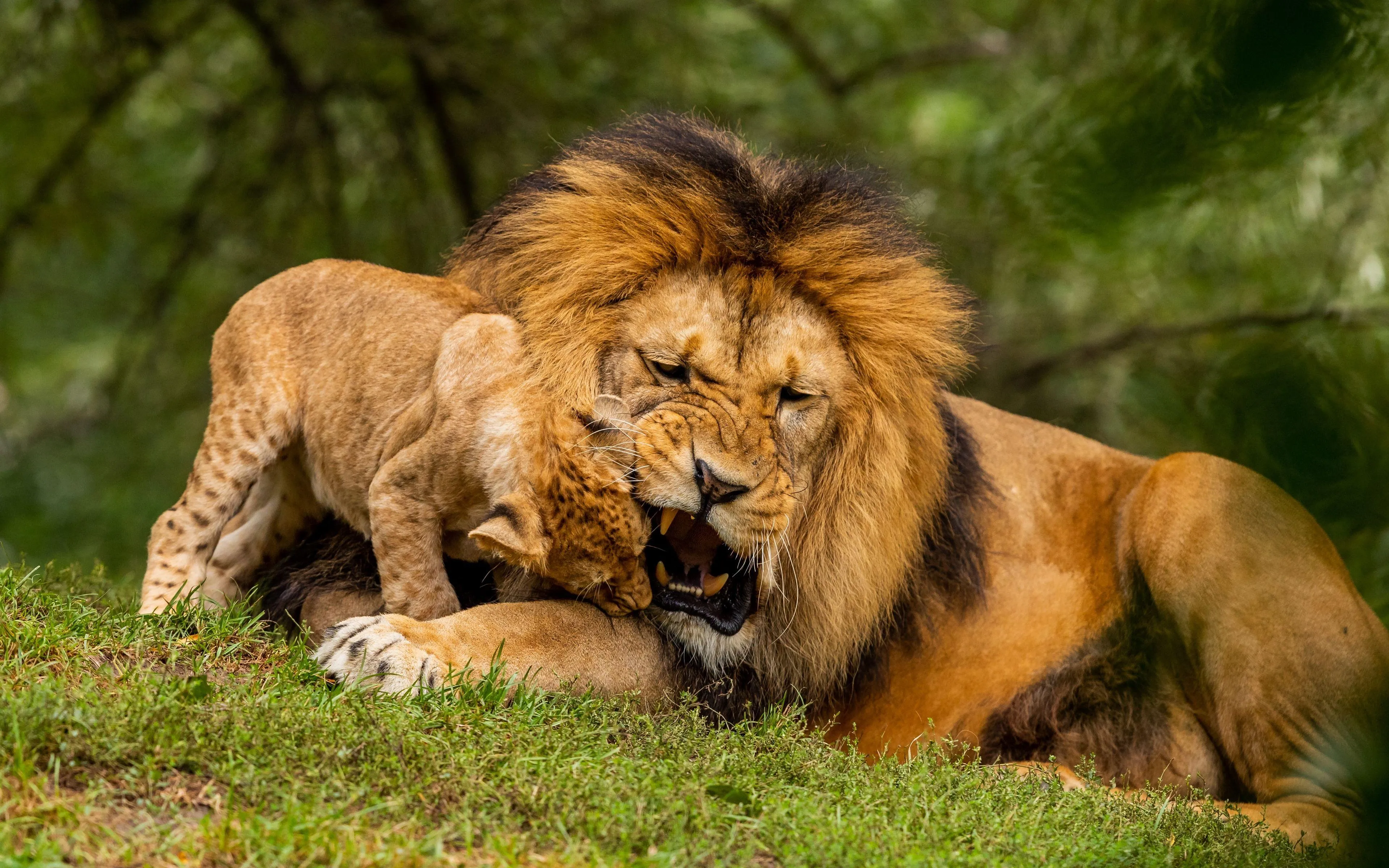 Lion Resting on Grassland with Intense Sunny Lighting