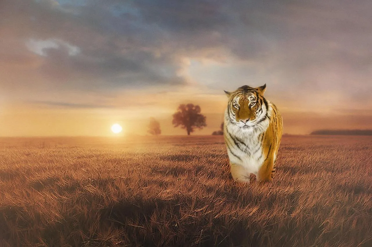 Lion Roaring Fiercely Against Dramatic Sunset Backdrop