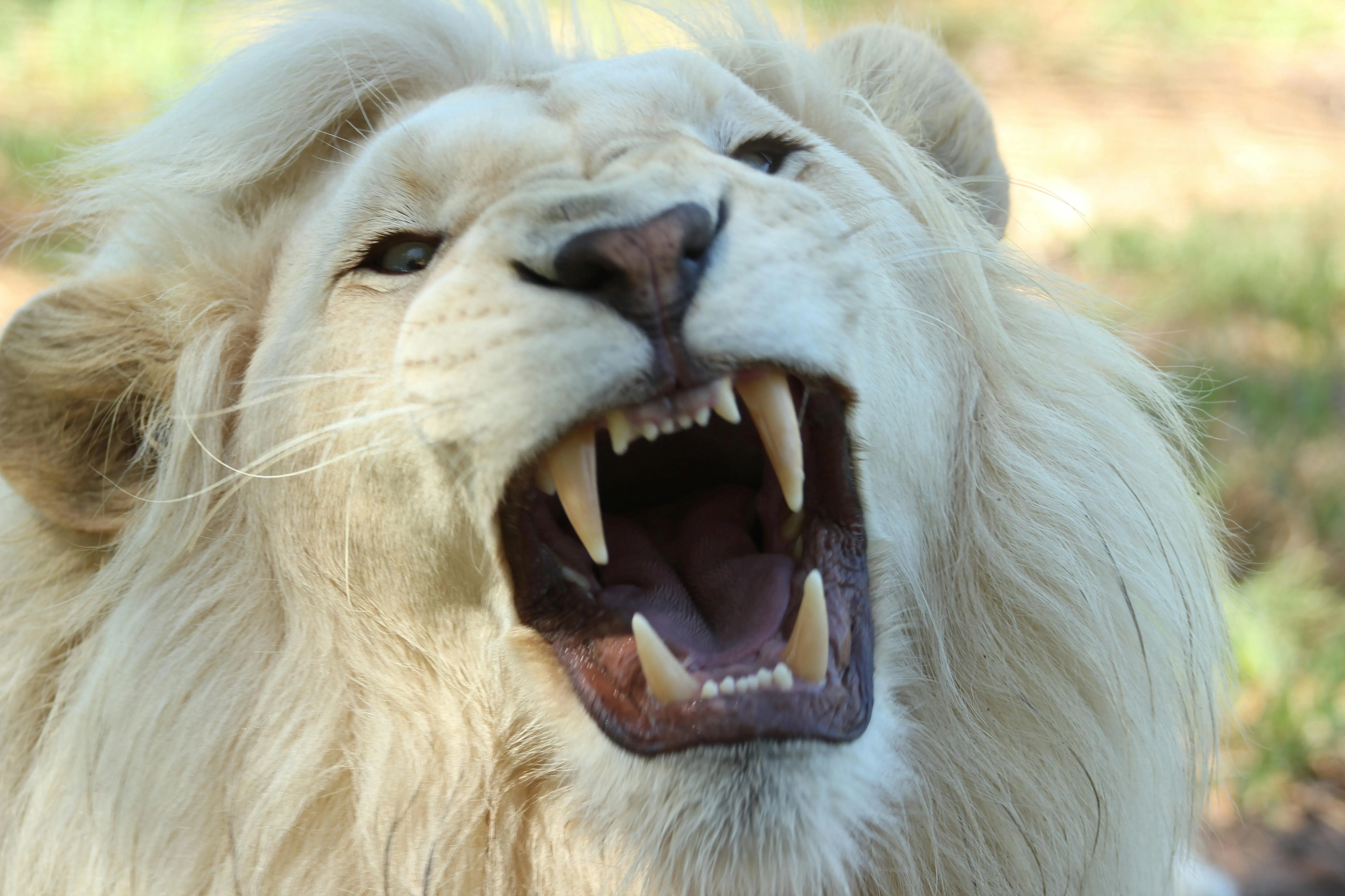 Lion Roaring Fiercely with Open Mouth in Natural Setting