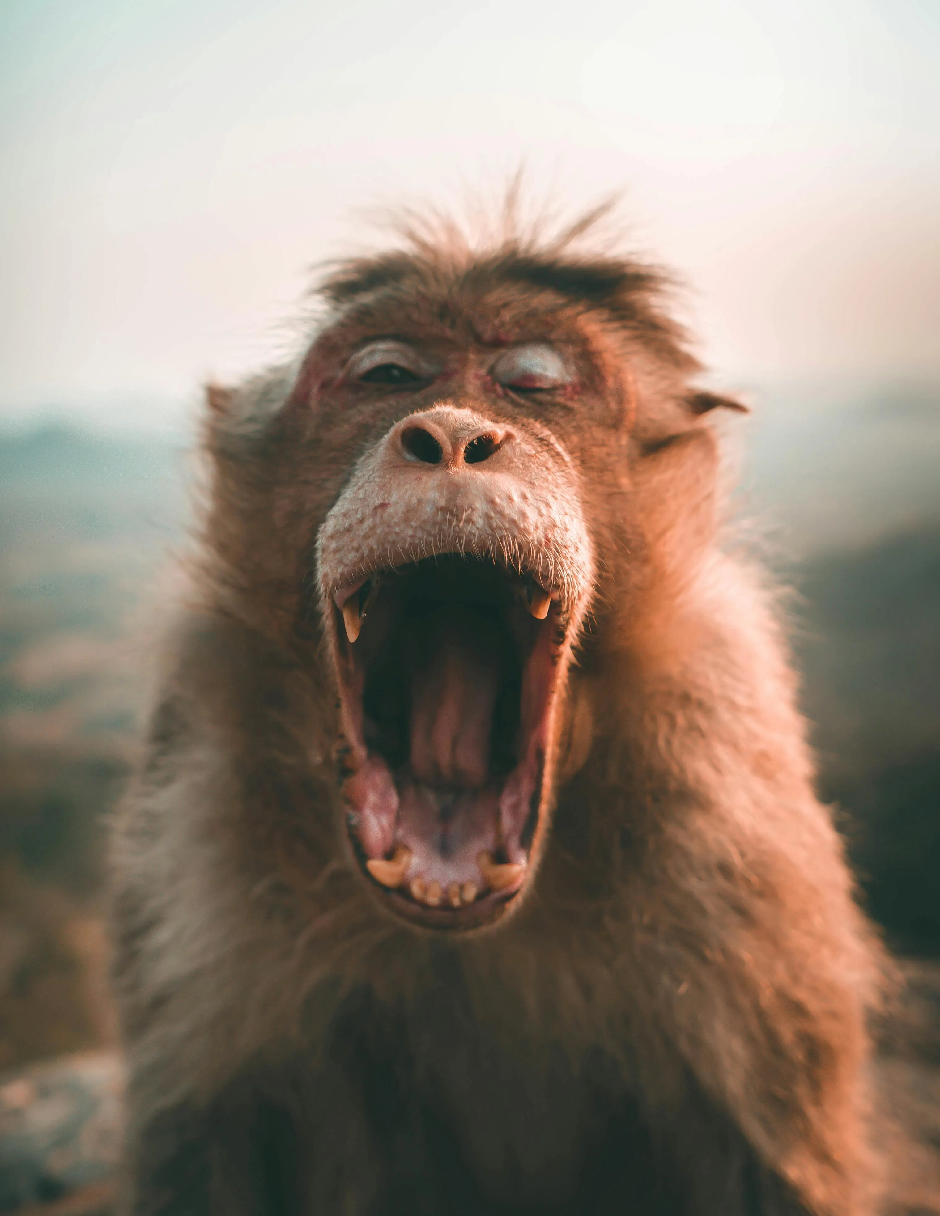 Lion Roaring Powerfully with Mouth Wide Open Wallpaper