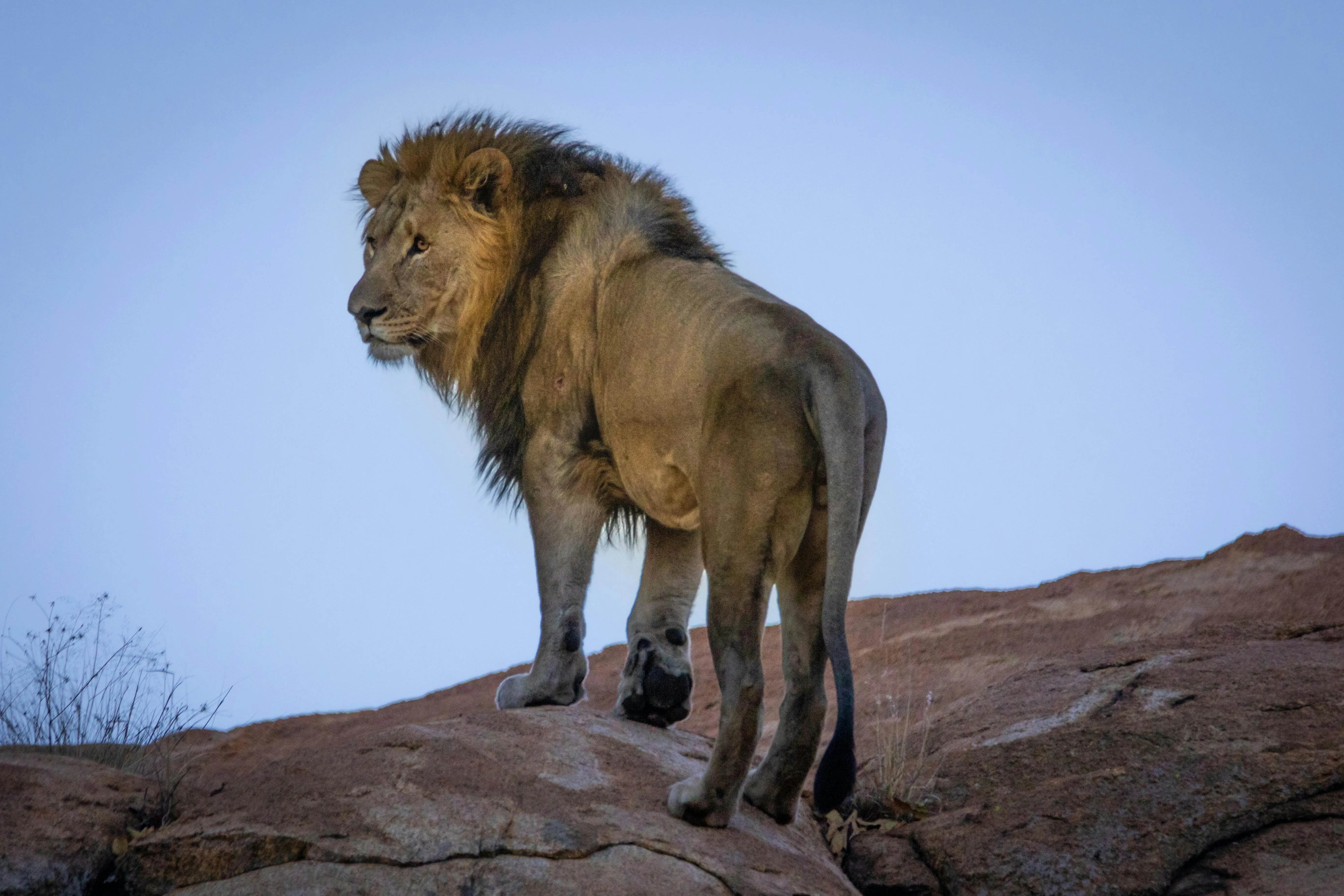 Lion Standing on Rock Under Blue Sky free Wallpaper