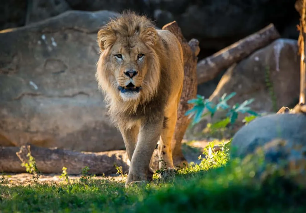Lion Standing Proud on Rocky Ground with Blue Sky Wallpaper