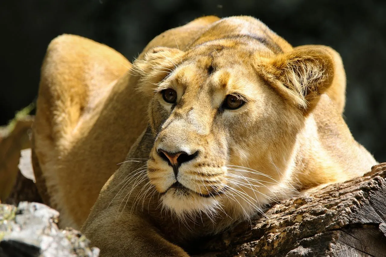 Lioness Resting on Grass While Staring at Camera Wallpaper