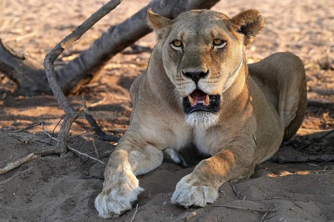 Lioness Resting on Ground in Dry Forest Landscape Wallpaper