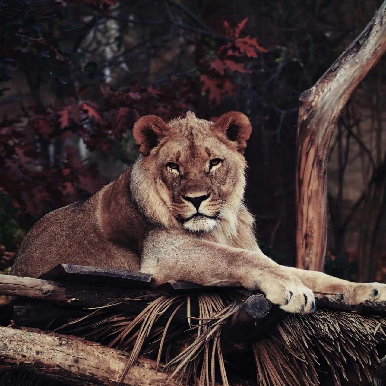 Lioness Resting on Rock with Intense Gaze Wallpaper