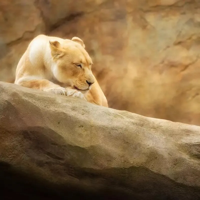 Lioness Resting Peacefully On A Large Rock Wallpaper