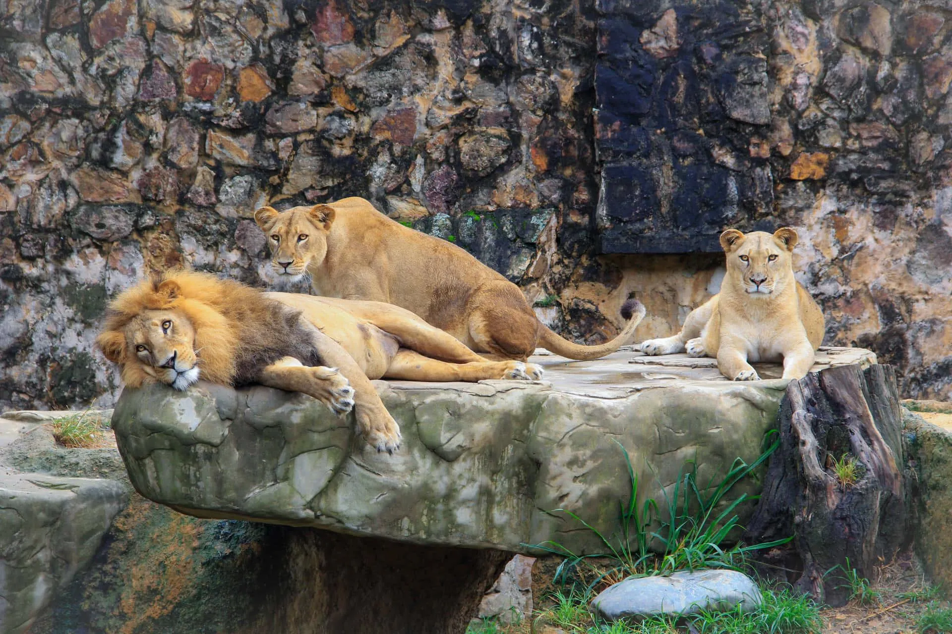 Lions Relaxing Together on a Rocky Ledge Wallpaper