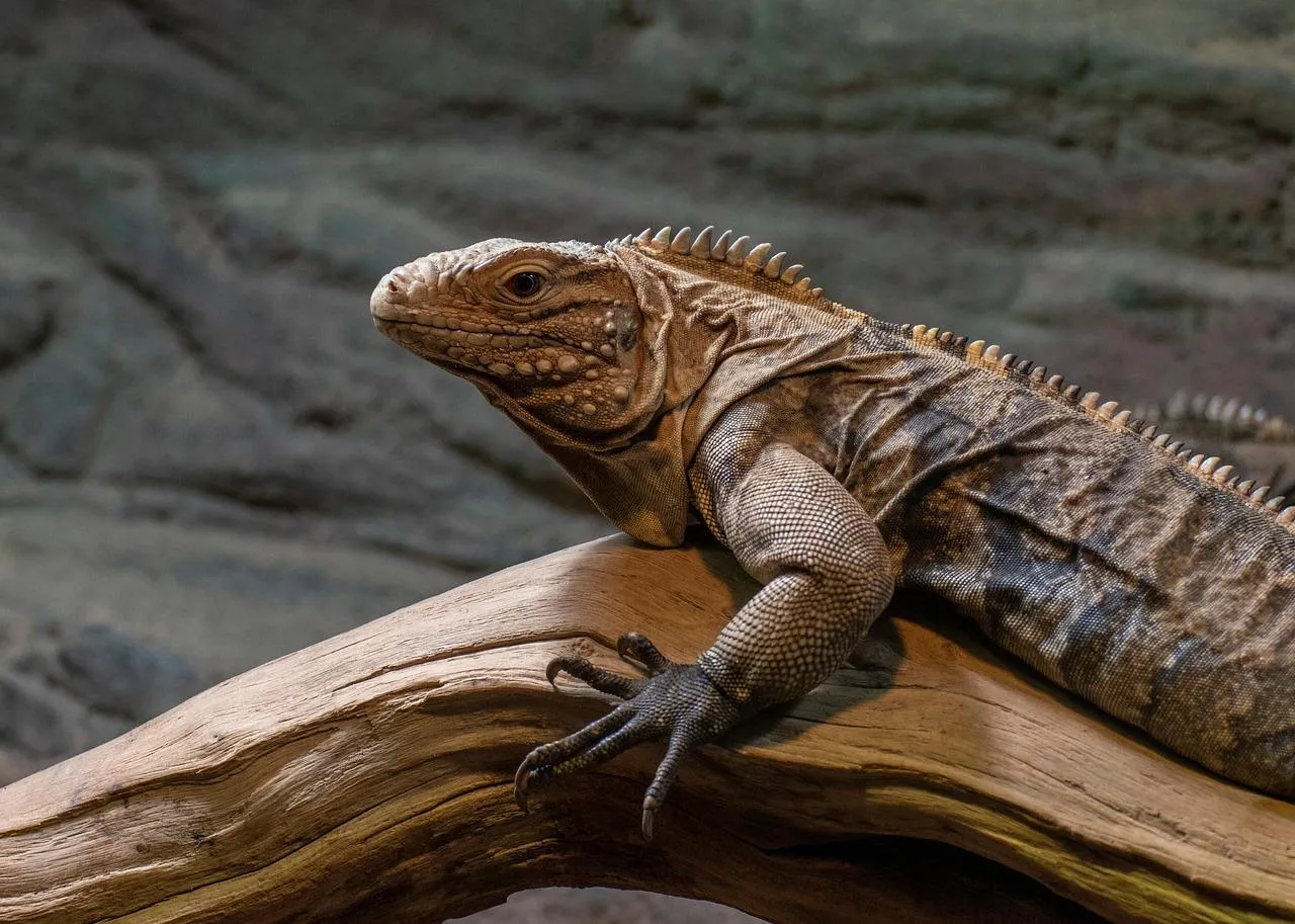 Lizard Holding onto Stick in DesertLike Background
