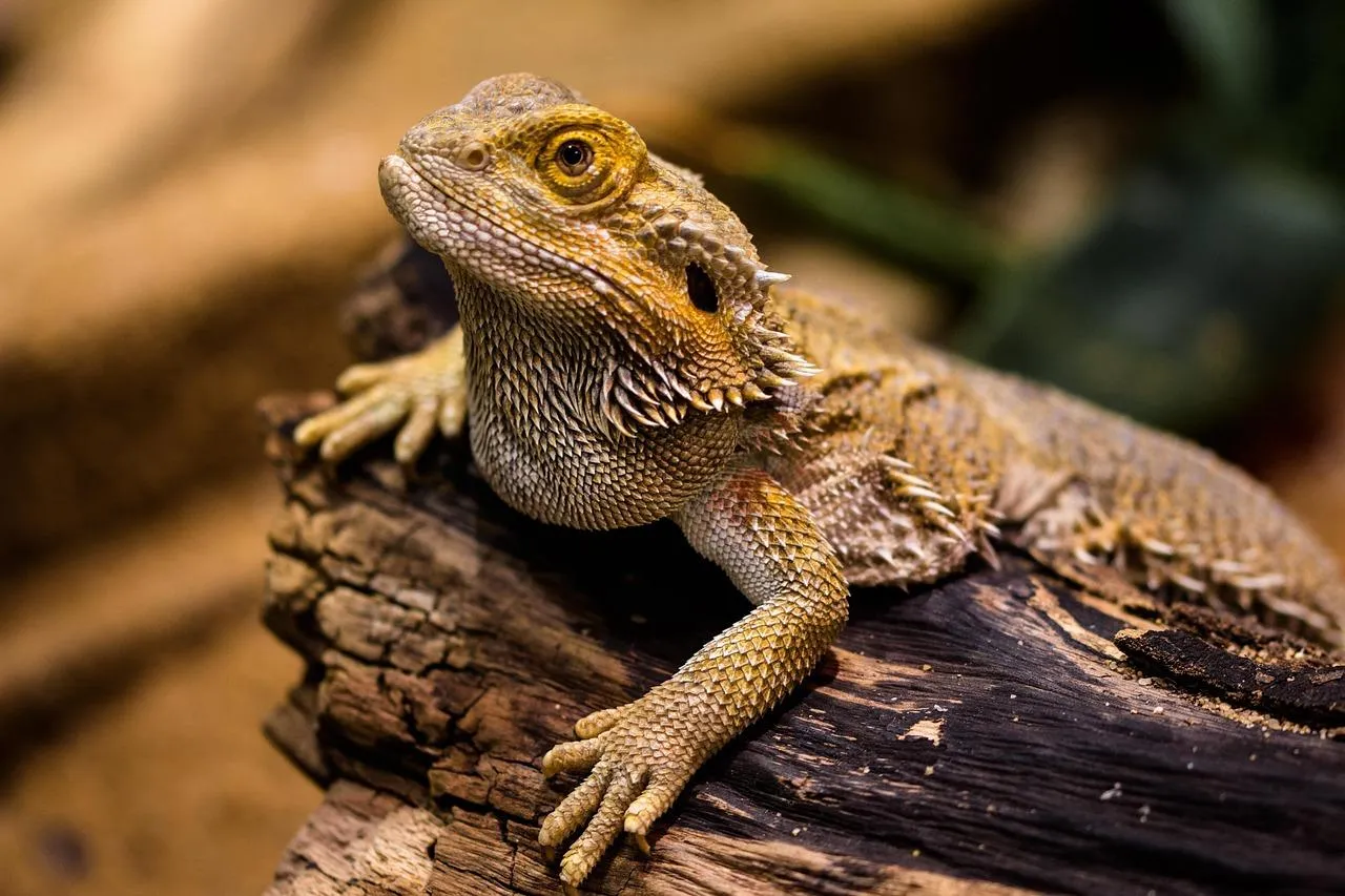 Lizard resting under warm sunlight free Wallpaper
