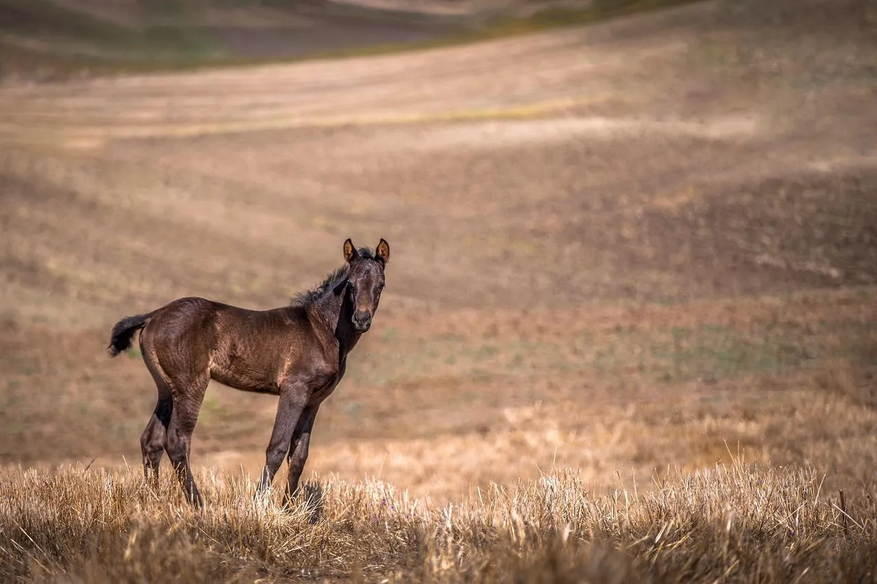 Lone Antelope Standing on a Vast Open Plain Wallpaper