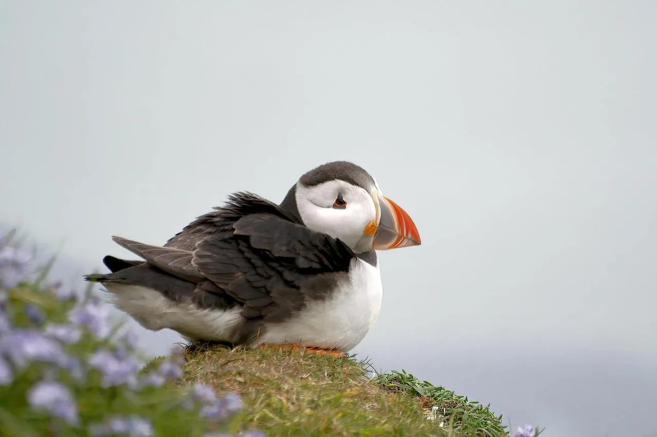 Lone duck floats quietly over calm reflective water