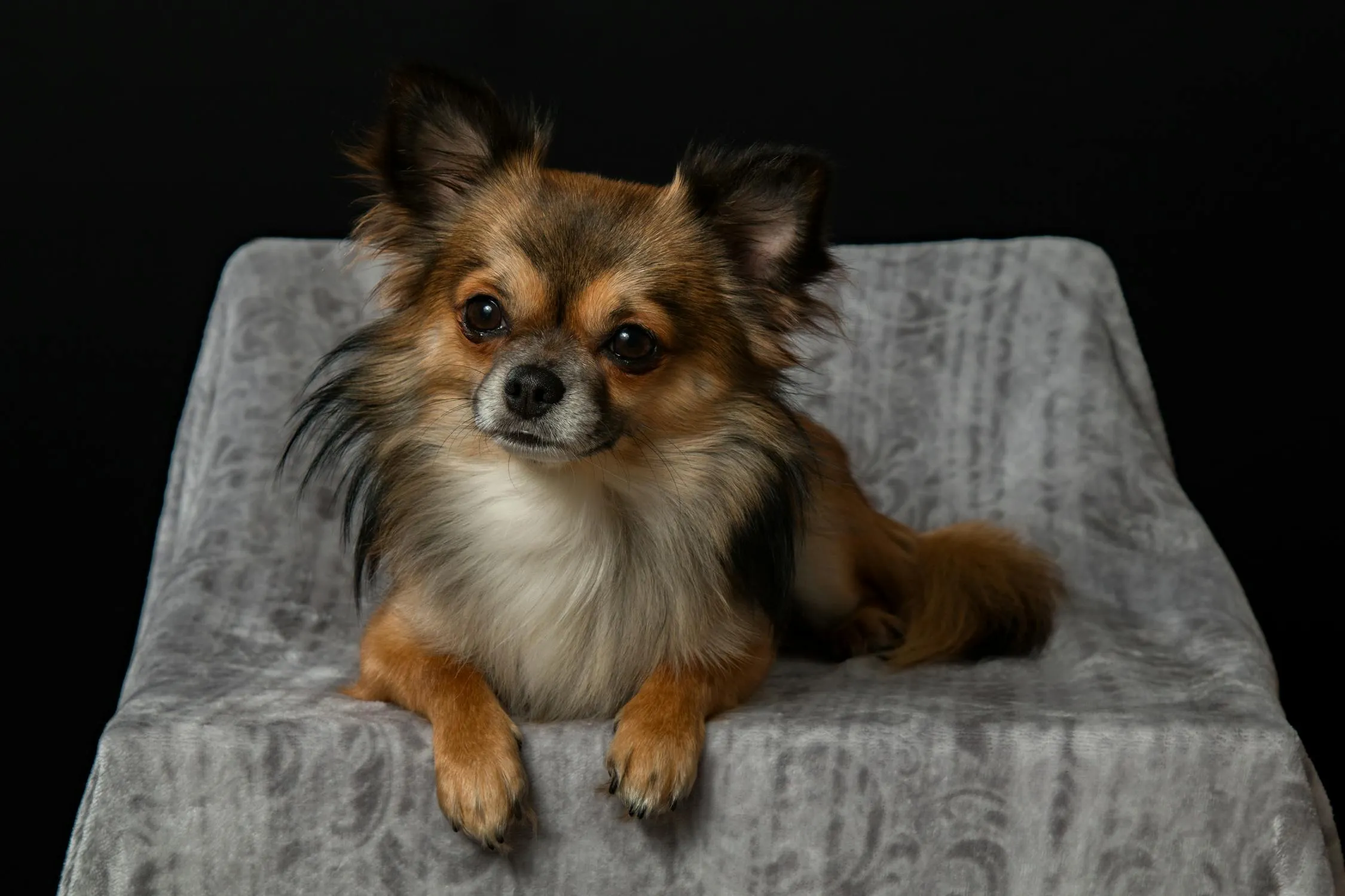 Long Haired Chihuahua Sitting Proudly on a Gray Blanket