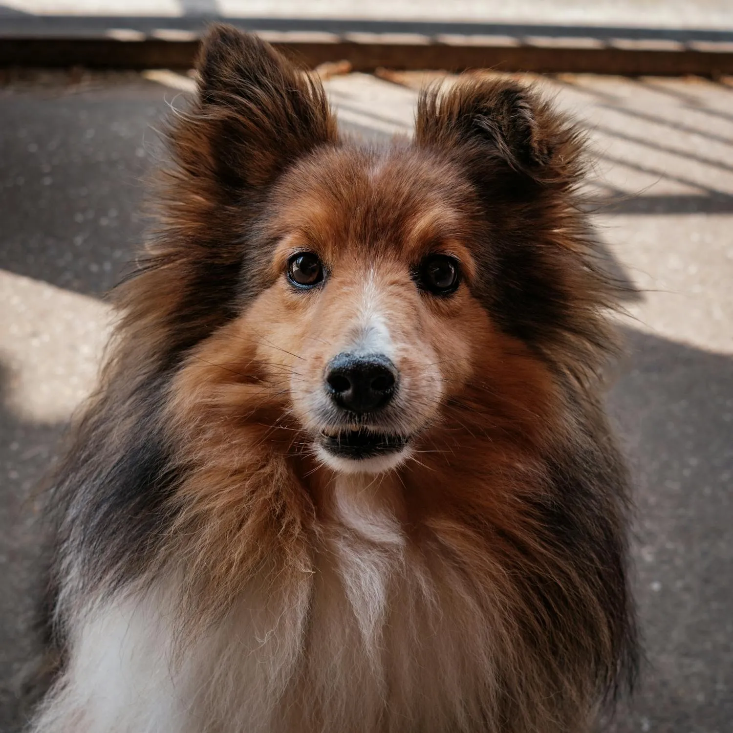 Long Haired Sheltie Dog Looking Straight at the Camera Image