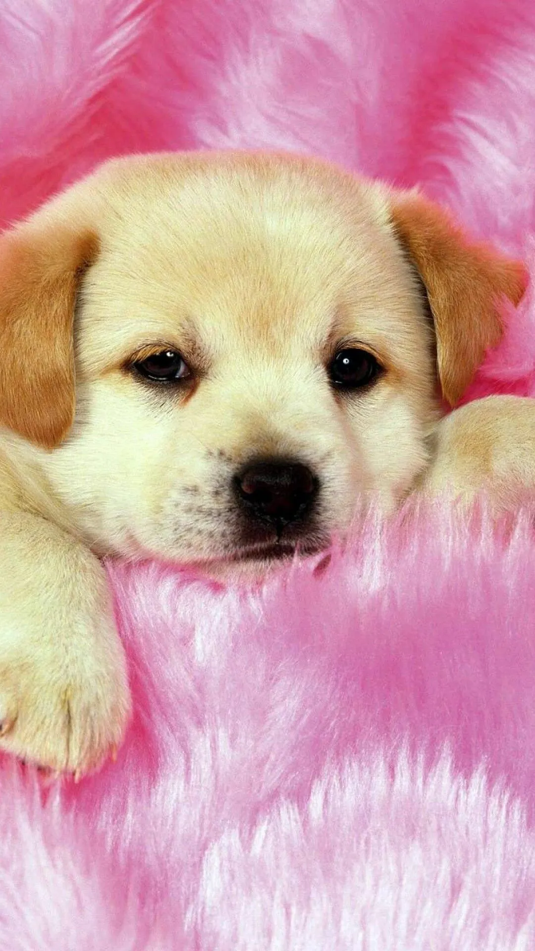 Lovely Puppy Lying on a Soft Pink Fluffy Blanket Wallpaper