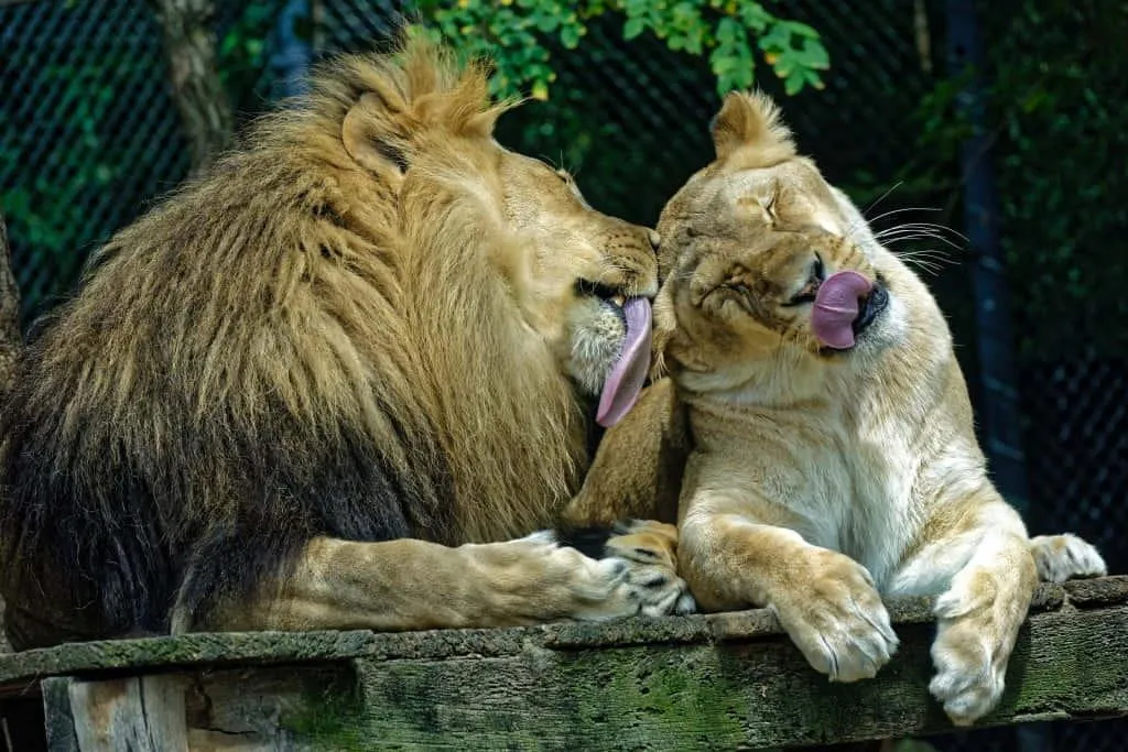 Loving Lions Groom Each Other While Resting Peacefully