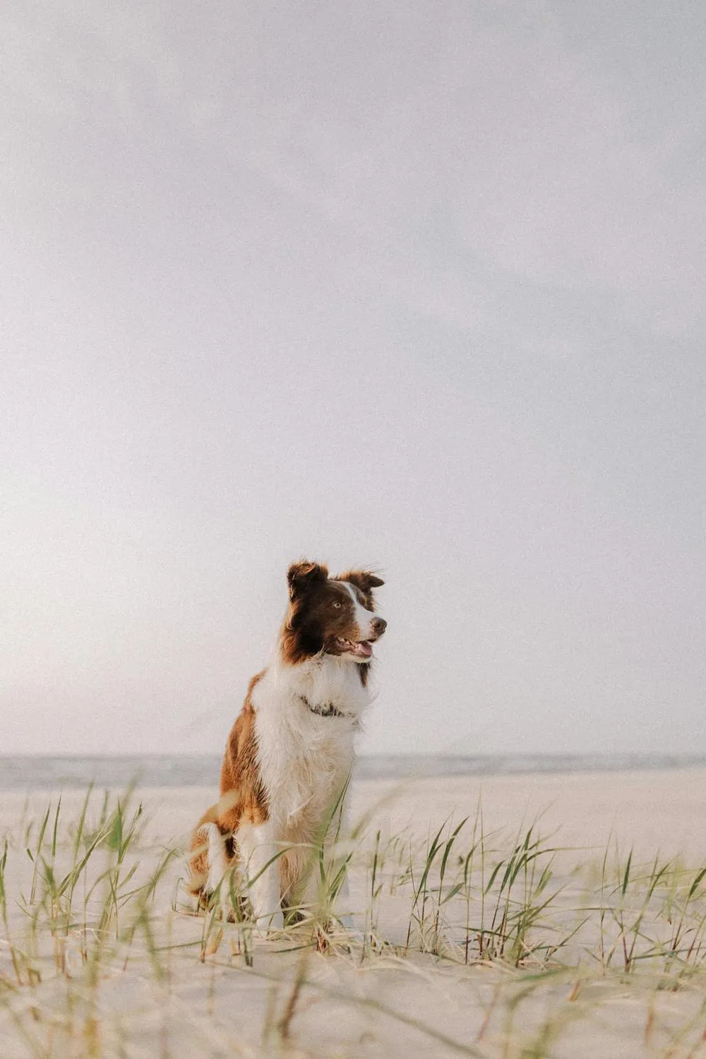 Loyal Dog Standing Proudly on a Sandy Beach Free Hd Image