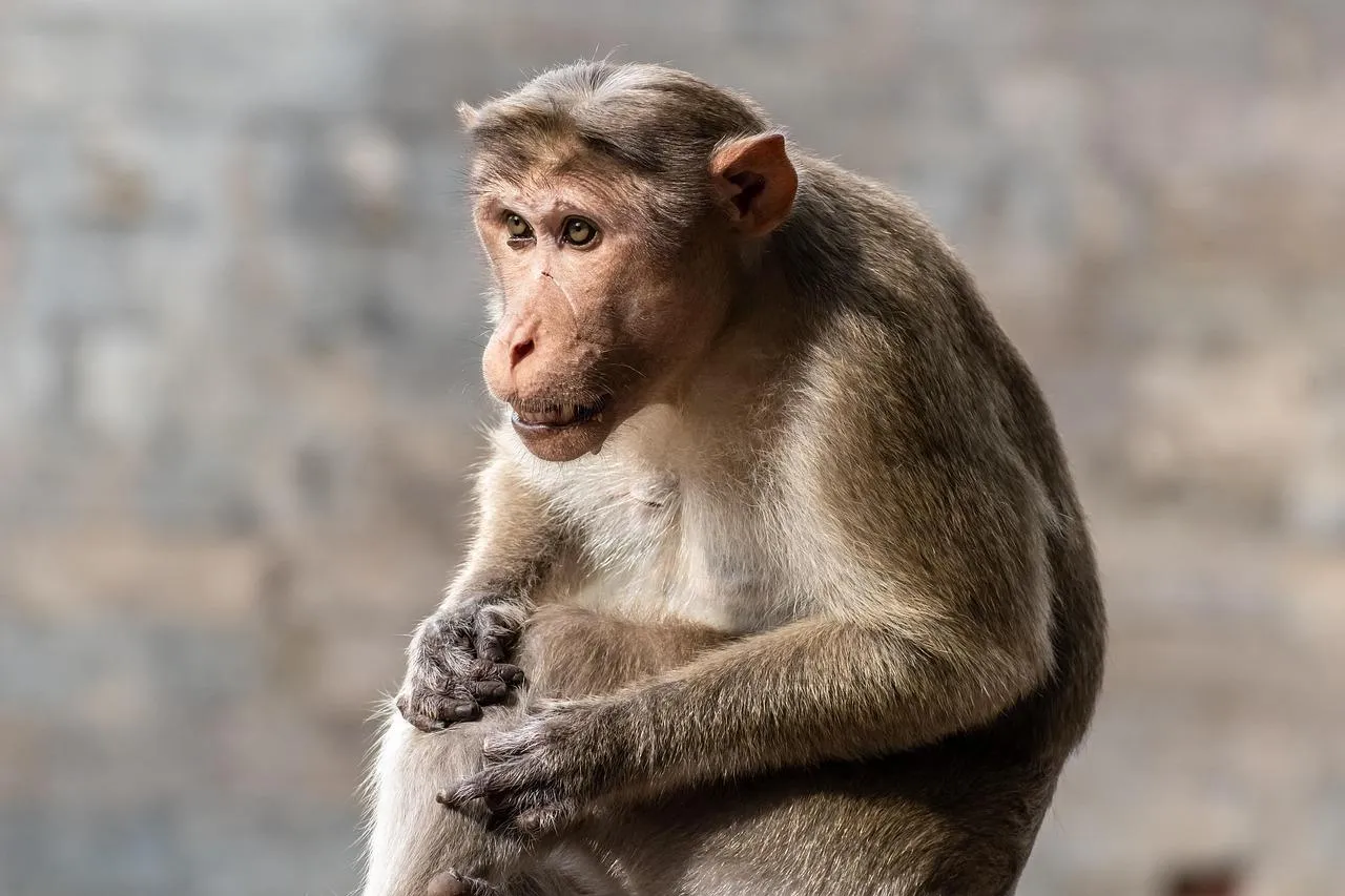 Macaque Monkey Sitting Calmly on Ground in Forest Wallpaper
