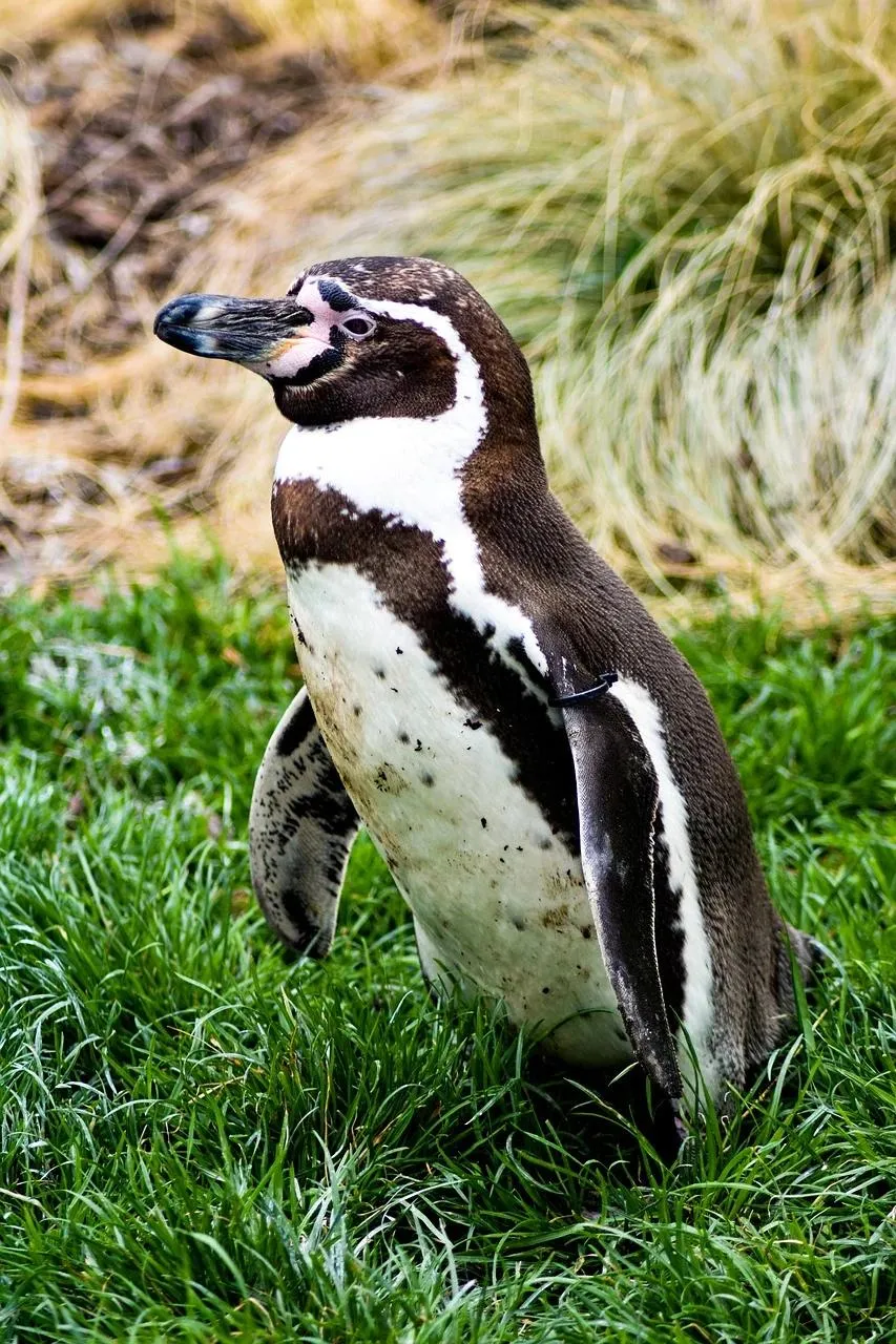 Magellanic Penguin Standing on Green Grassy Slope Wallpaper