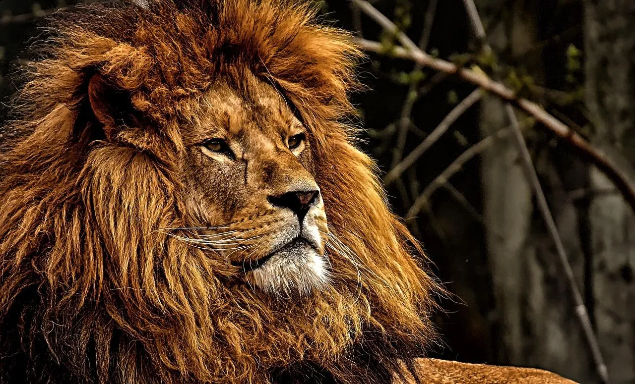 Majestic African Lion Sitting Calmly in Natural Habitat