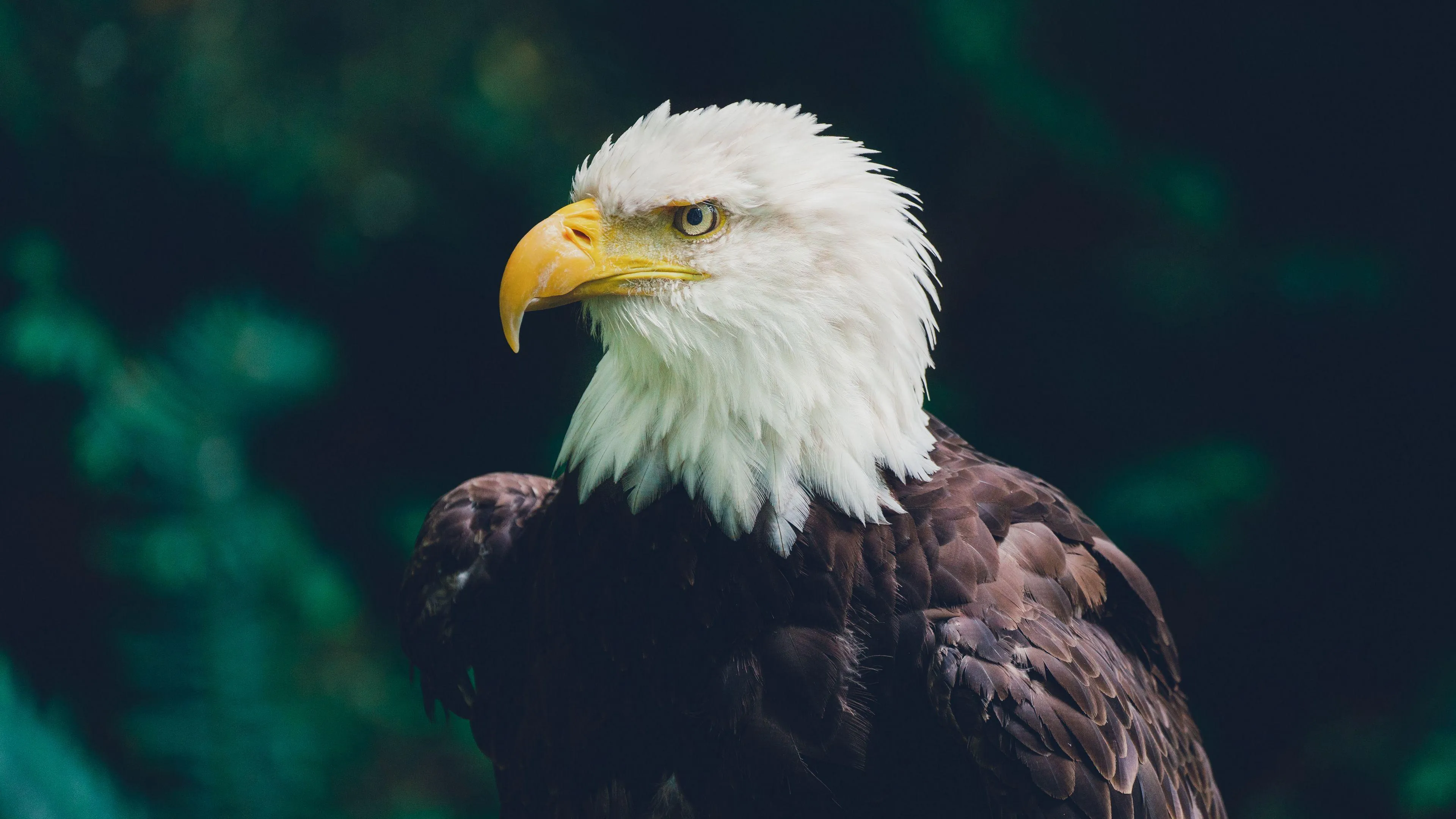 Majestic Bald Eagle with Sharp Focus on Head and Eyes