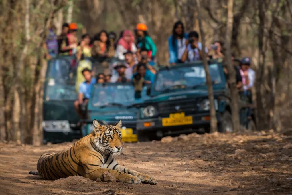 Majestic Bengal Tiger Resting Calmly During Safari Tour