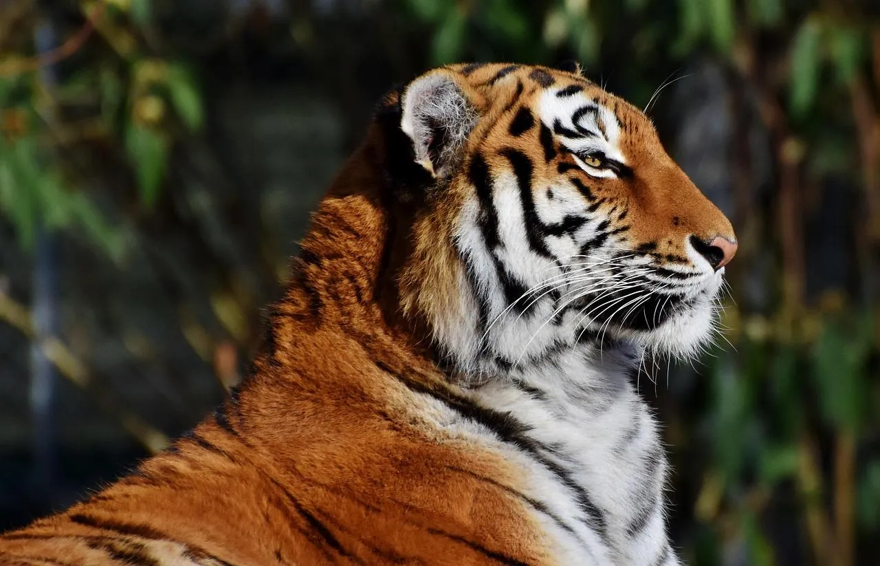 Majestic Bengal Tiger Staring in the Jungle Wallpaper