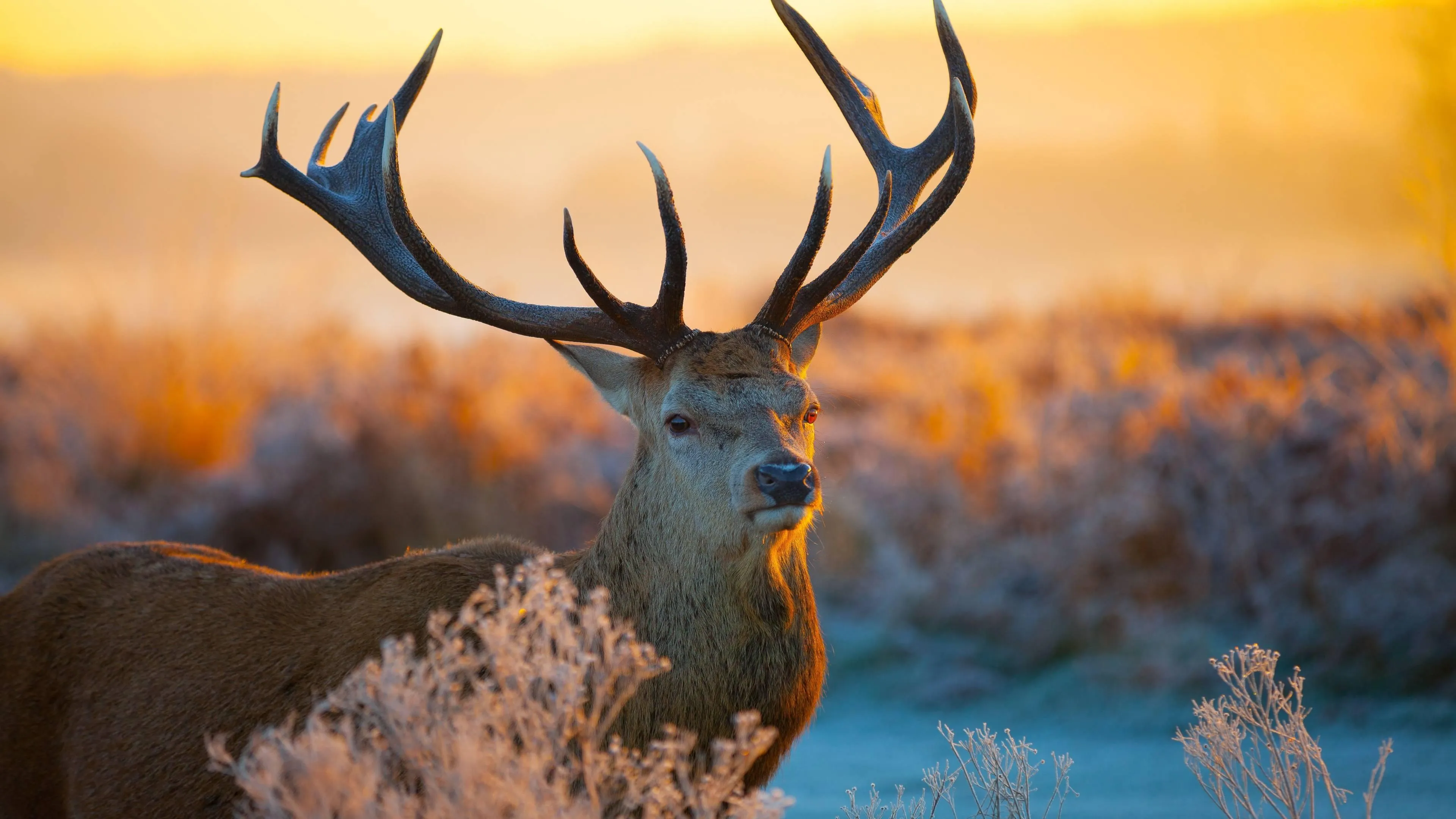 Majestic Deer Standing in a Beautiful Sunrise Landscape