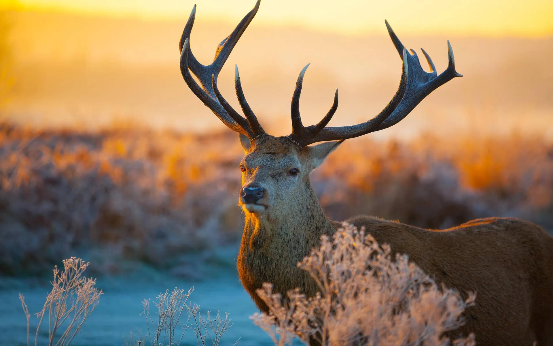 Majestic deer standing tall in a misty forest Wallpaper
