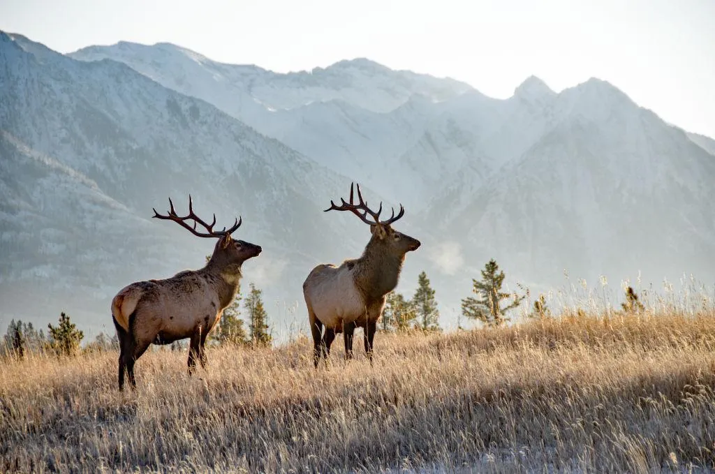 Majestic Elk Roaming Freely in Snow Covered Mountains