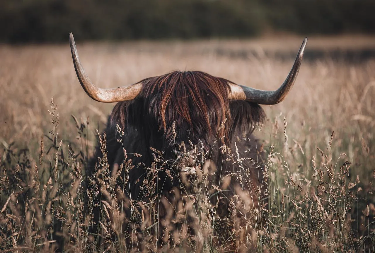 Majestic Highland Cattle with Large Curved Horns Wallpaper