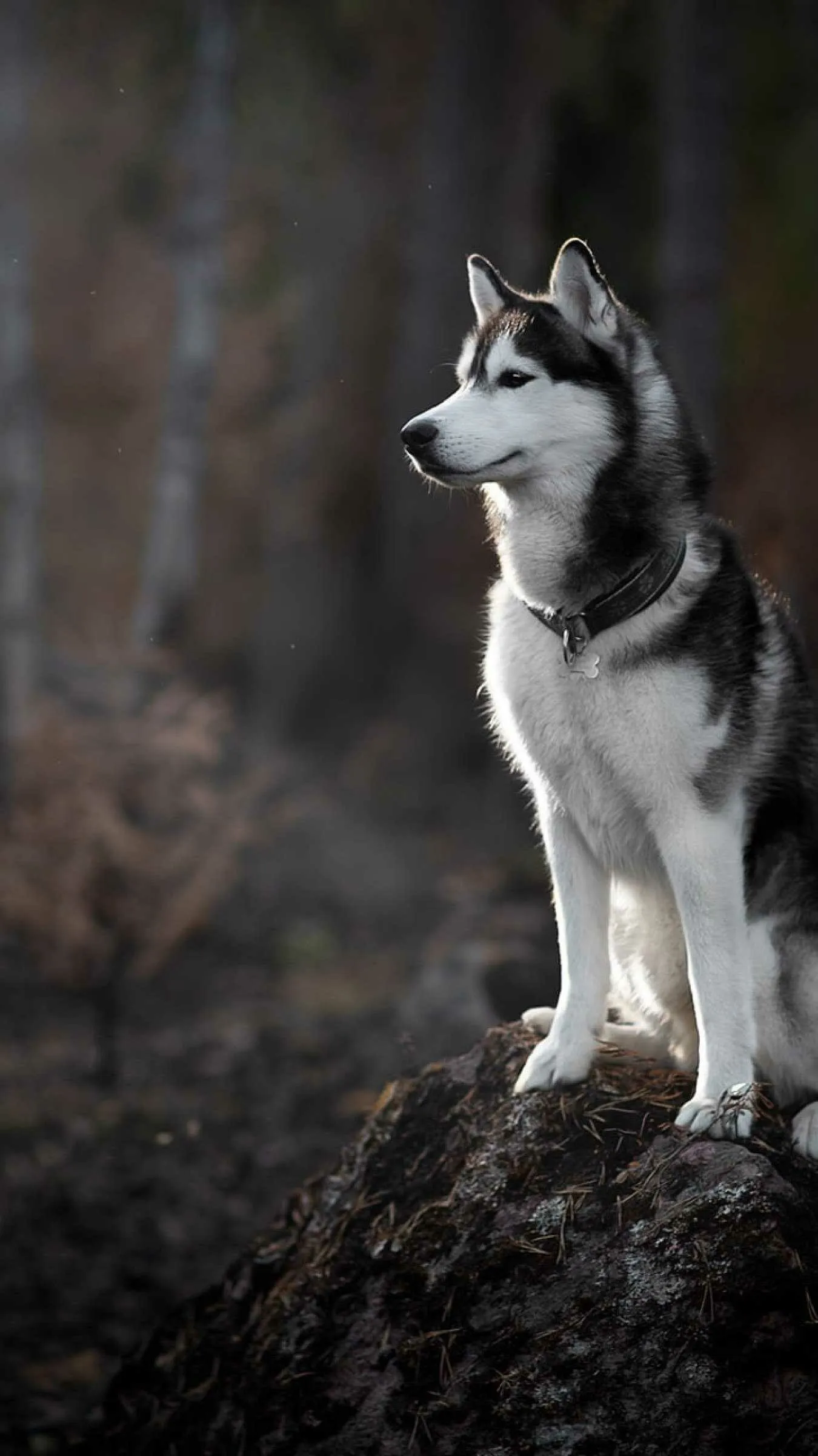 Majestic Husky Sitting on a Rock and Looking Into the Wild
