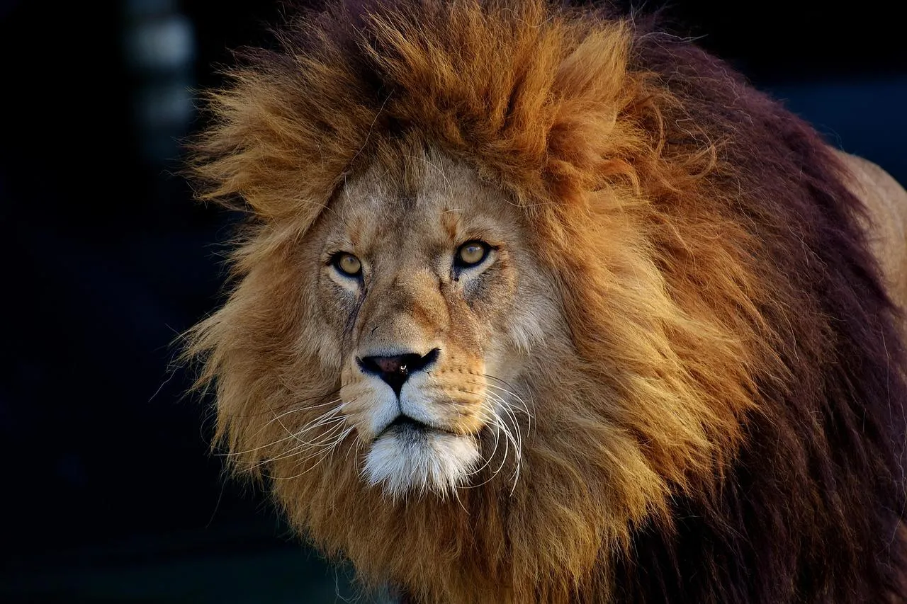 Majestic Male Lion with a Thick Mane in Wildlife Wallpaper