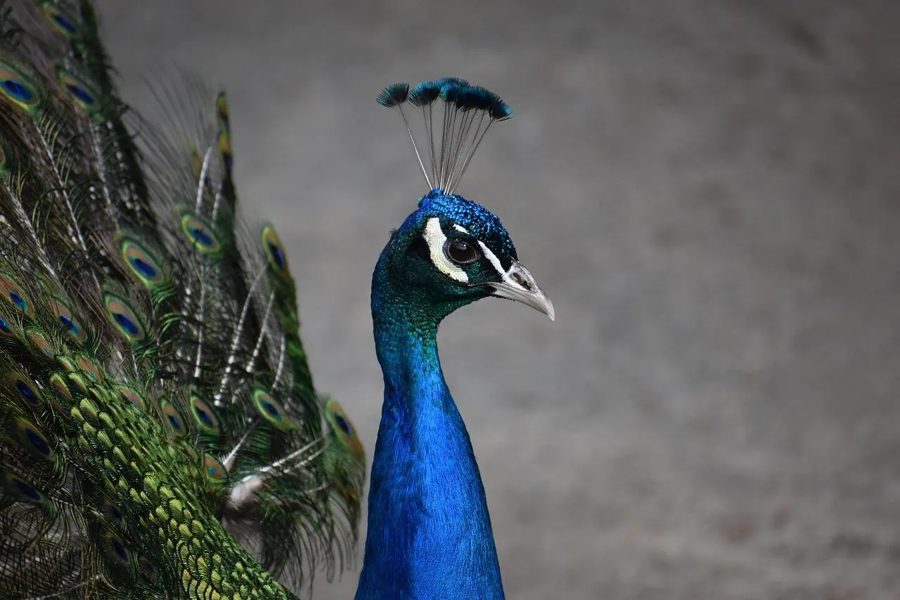 Majestic Peacock Standing Proud in Natural Habitat
