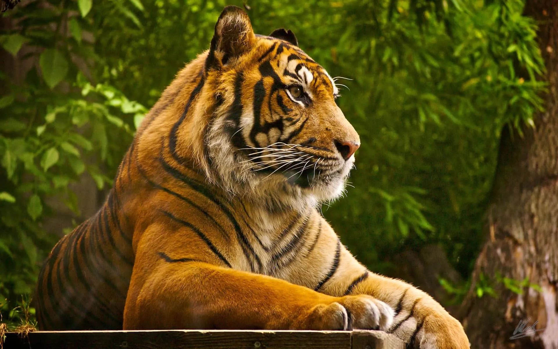 Majestic Tiger Resting Calmly in a Forest Setting Wallpaper
