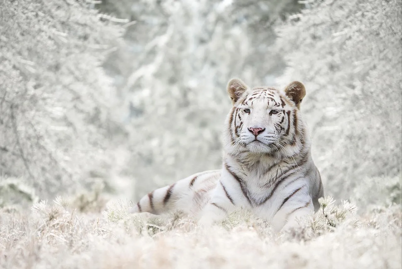 Majestic White Bengal Tiger Resting in a Snowy Forest