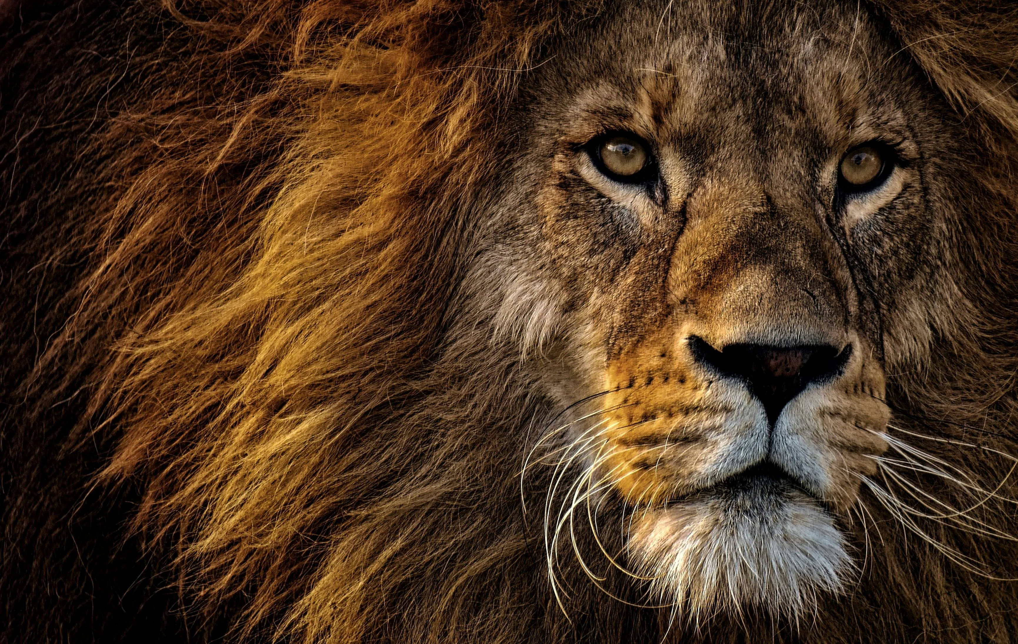 Male lion with thick mane looking directly Wallpaper
