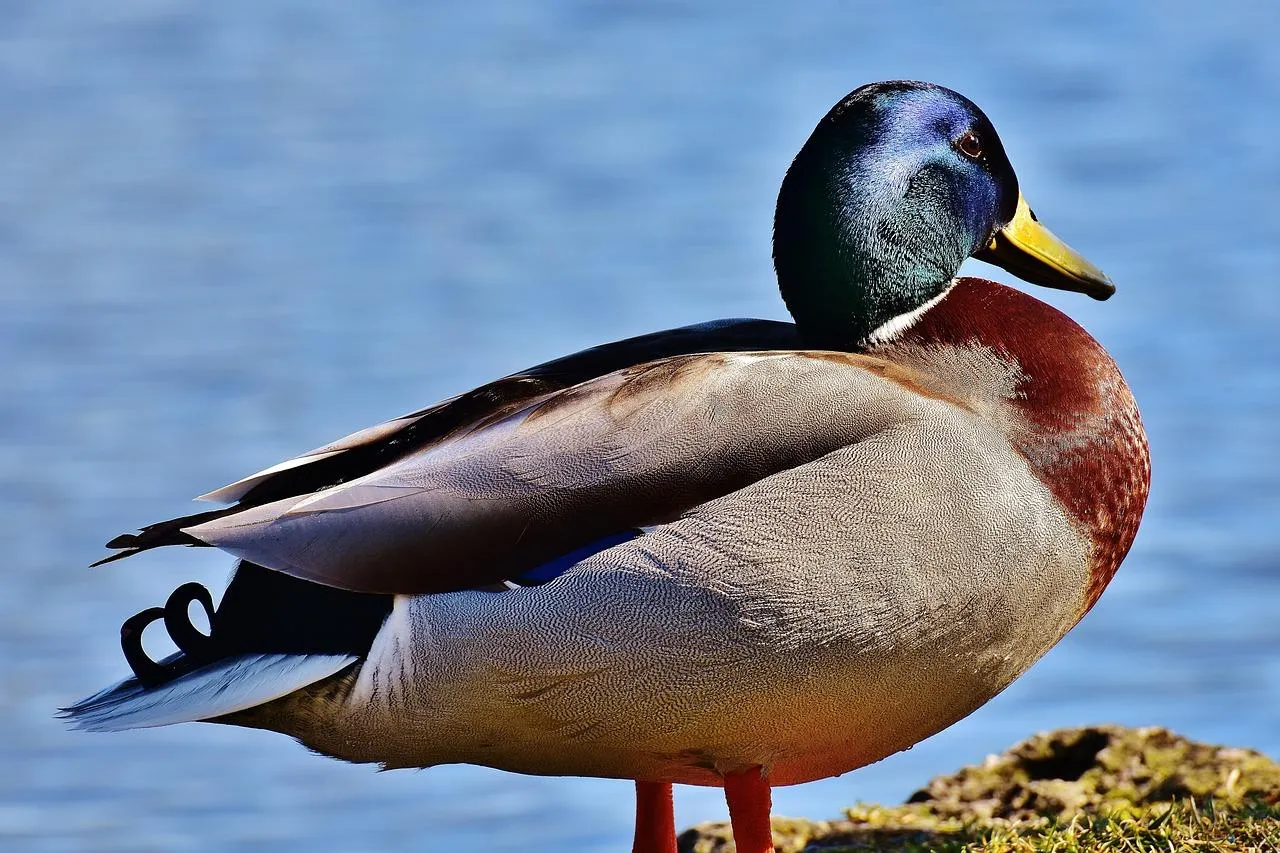 Male Mallard Duck Floating Peacefully on Blue Water