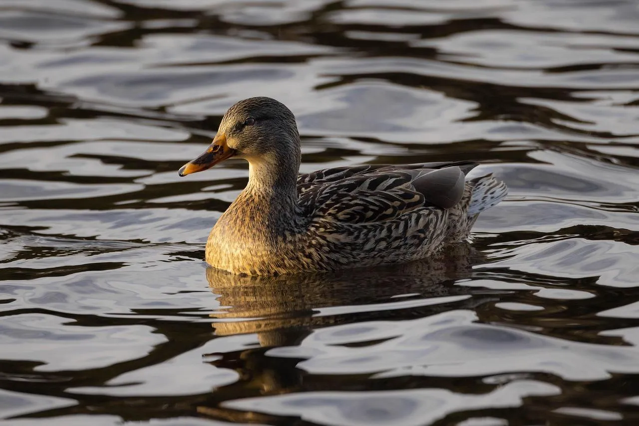 Mallard Duck Floating on Water in Natural Habitat Wallpaper