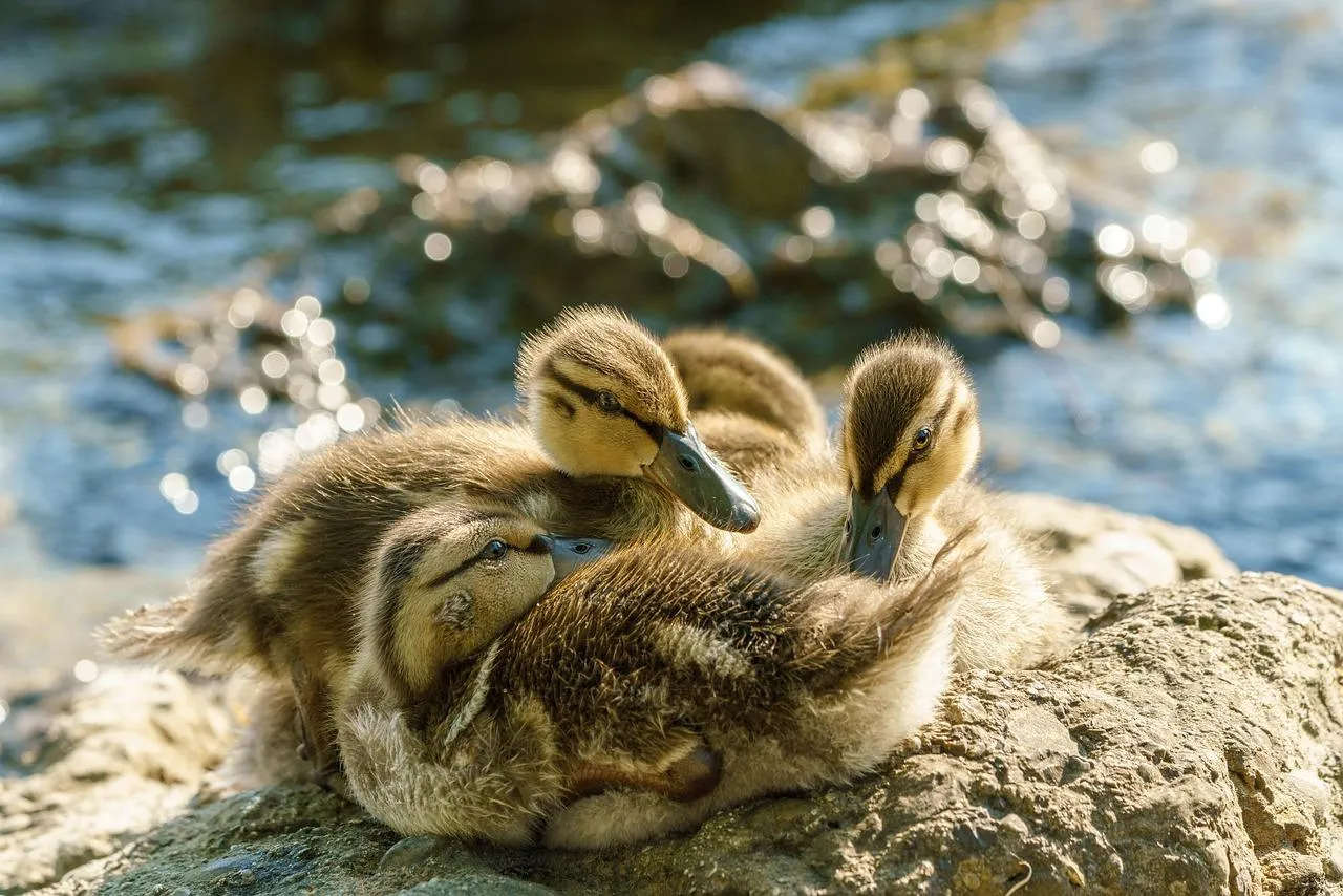 Mallard Ducklings Cuddling Together on a Sunny Rock