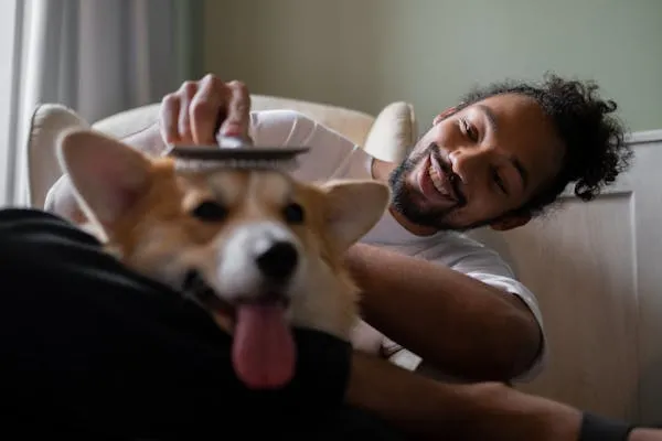 Man Brushing Happy Corgi Dog While Relaxing on a Sofa Image