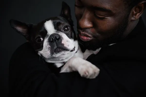 Man Holding and Hugging a Cute Boston Terrier Dog Closely
