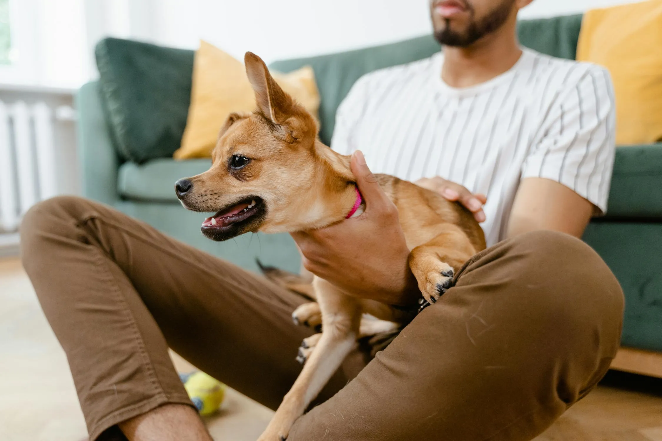 Man Sitting on Floor with a Tan Dog in His Lap Wallpaper