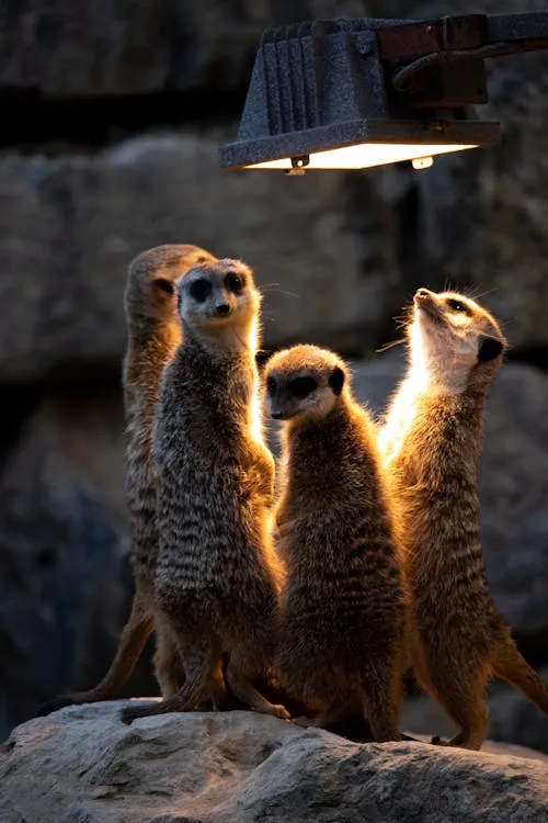Meerkats Standing Alert in Natural Habitat Wallpaper