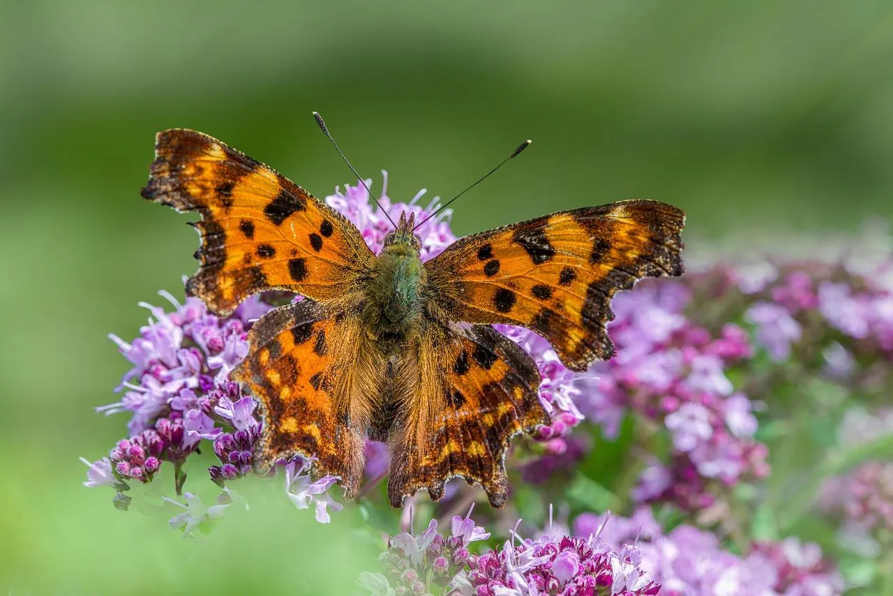 Monarch Butterflies Feeding on Vibrant Purple Flowers