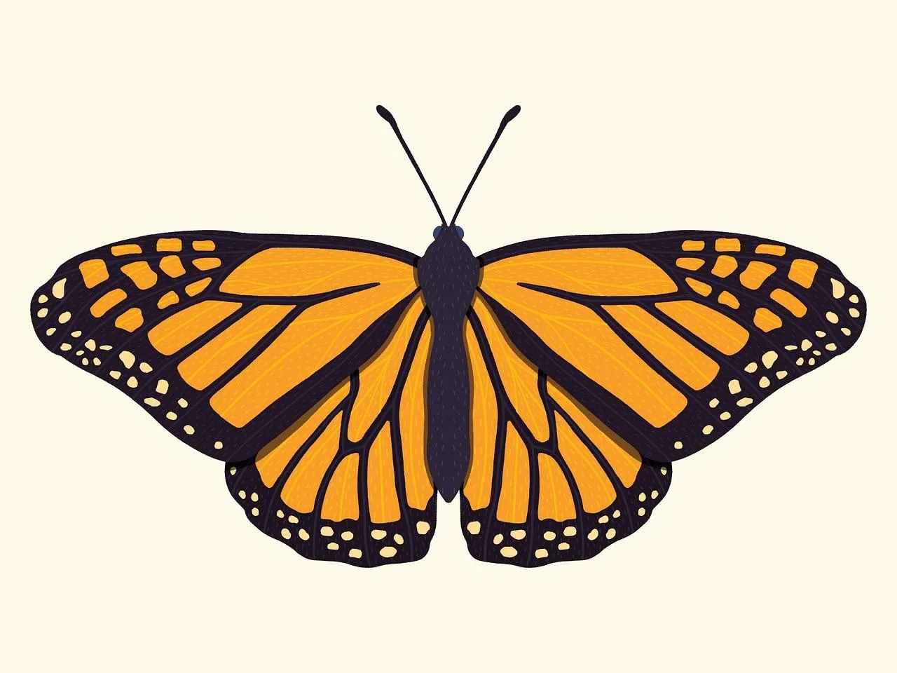 Monarch Butterfly with Open Wings on White Background