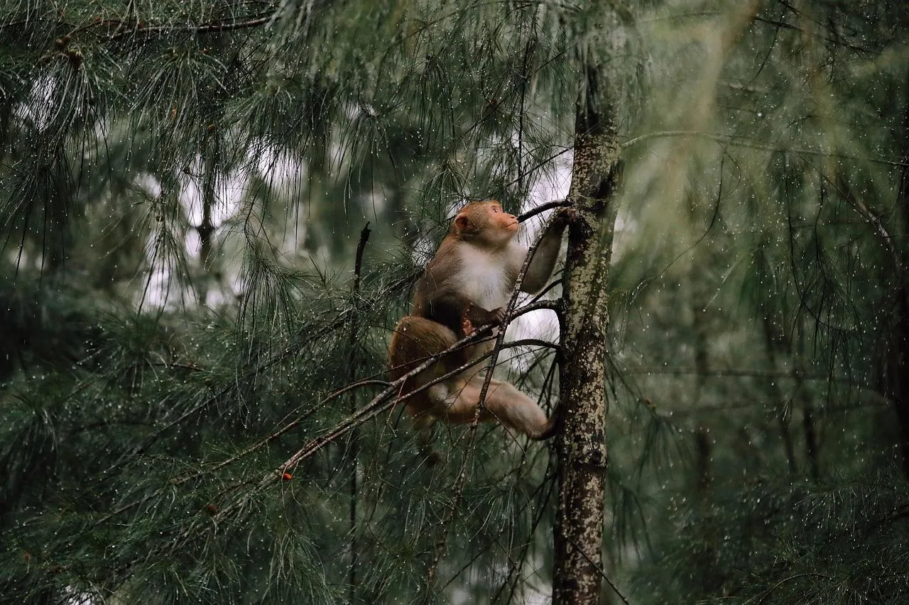 Monkey Climbing Tree Branch in Dense Rainforest with Rain