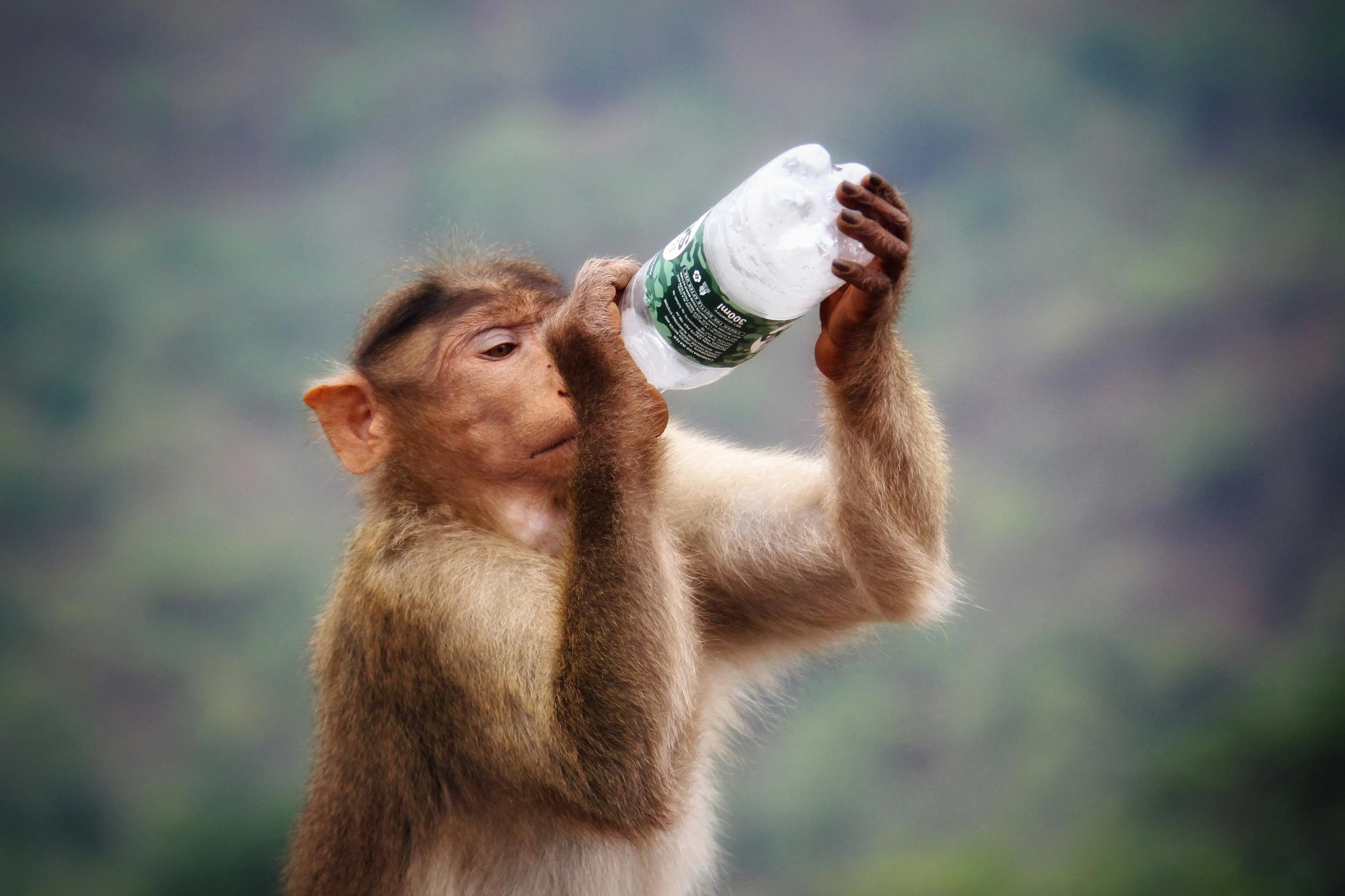 Monkey Drinking from Bottle Outdoors on Sunny Day Wallpaper