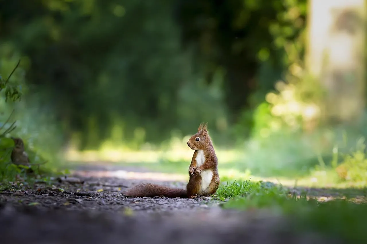Monkey sitting on the ground in a green forest environment