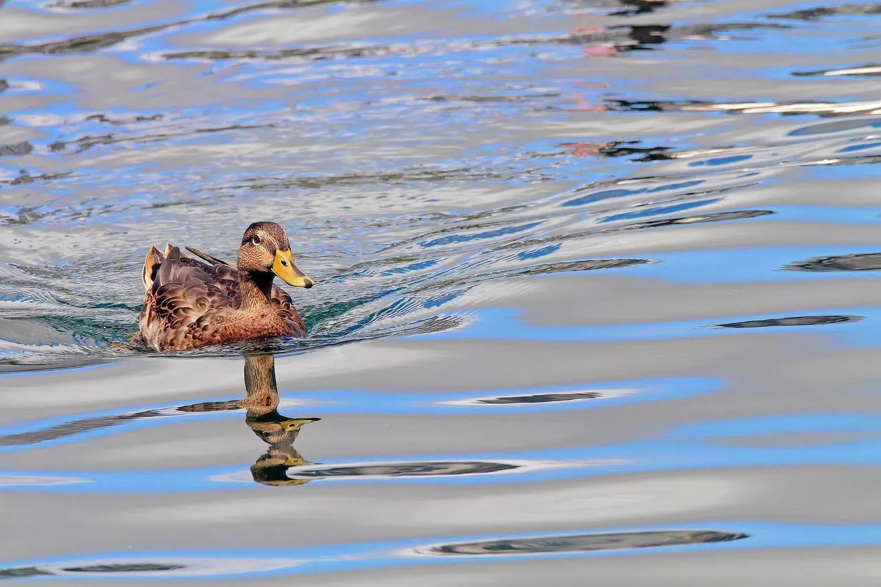 Mother Duck with Duckling Swimming on a Lake Wallpaper