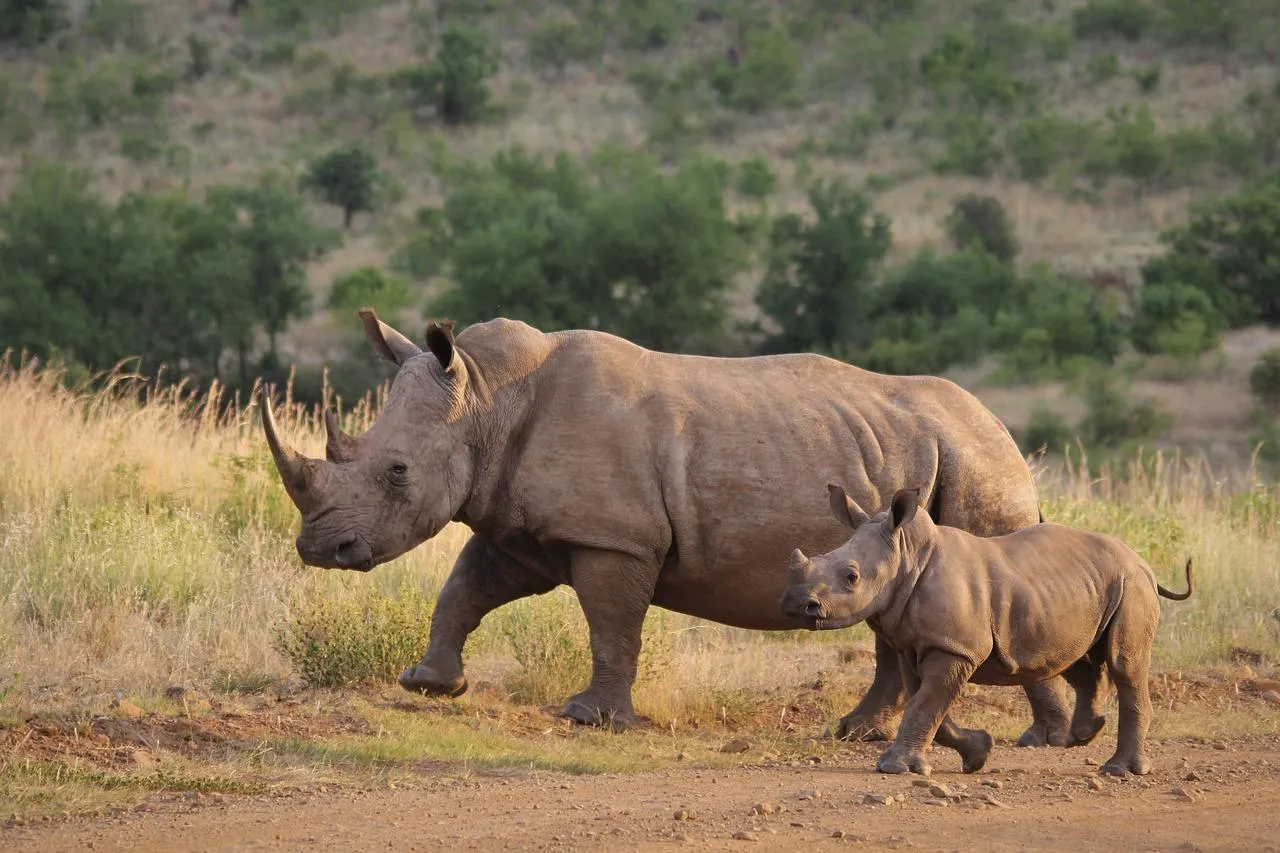 Mother rhinoceros walking with her calf in nature Wallpaper